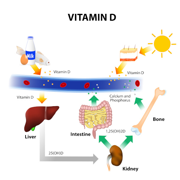 Diagramm zur Wirkungsweise von Vitamin D im Körper.
